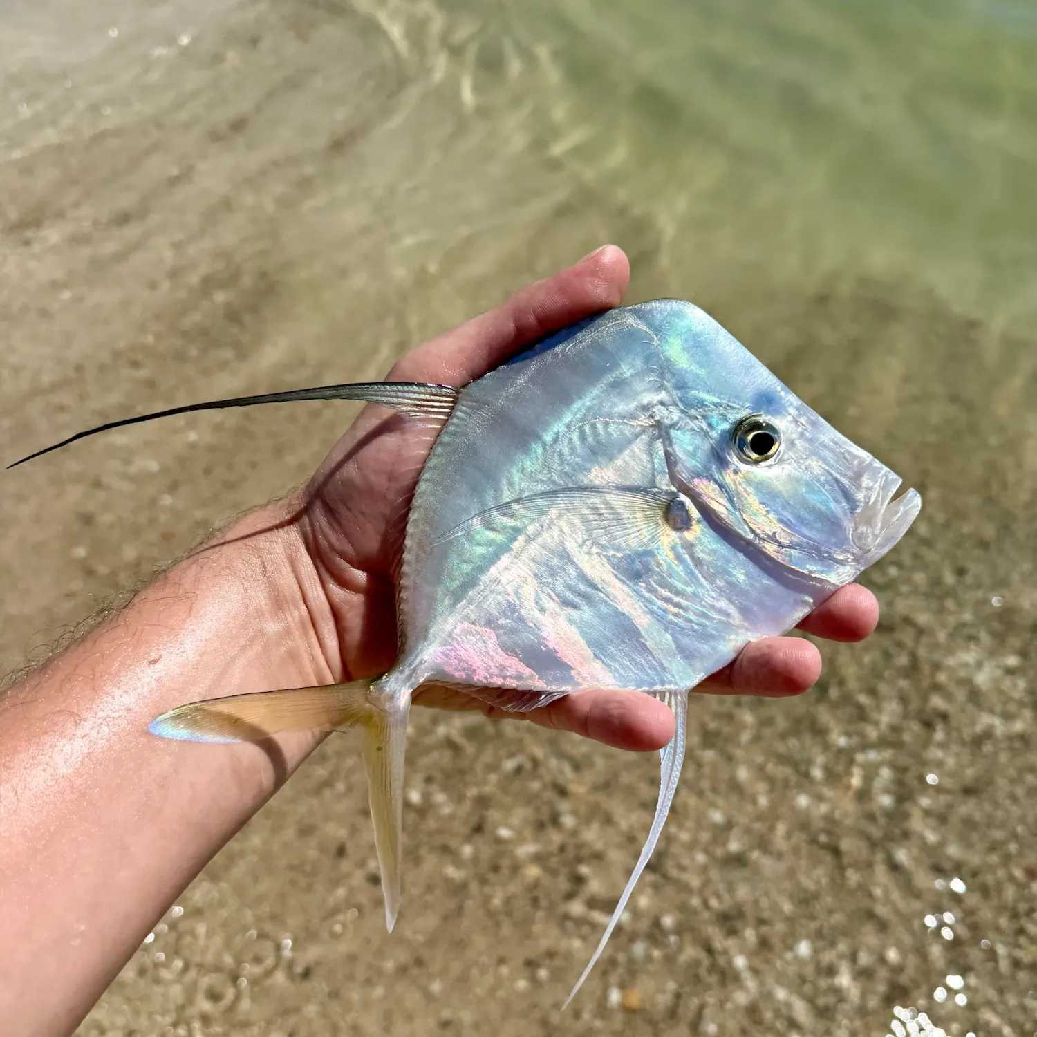 Lookdown caught on Fishbrain