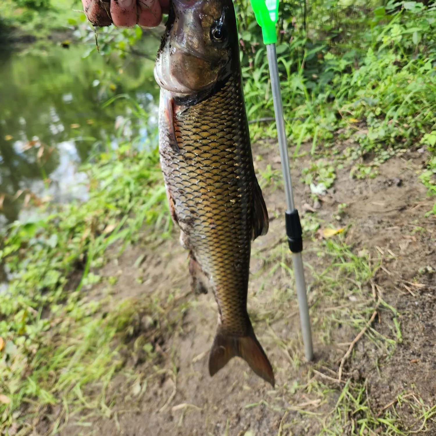 Fallfish caught on Fishbrain