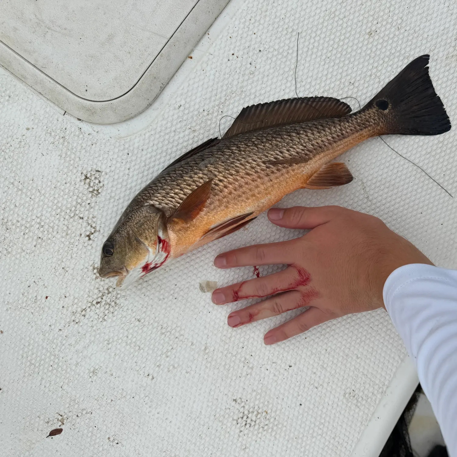 Red drum caught on Fishbrain