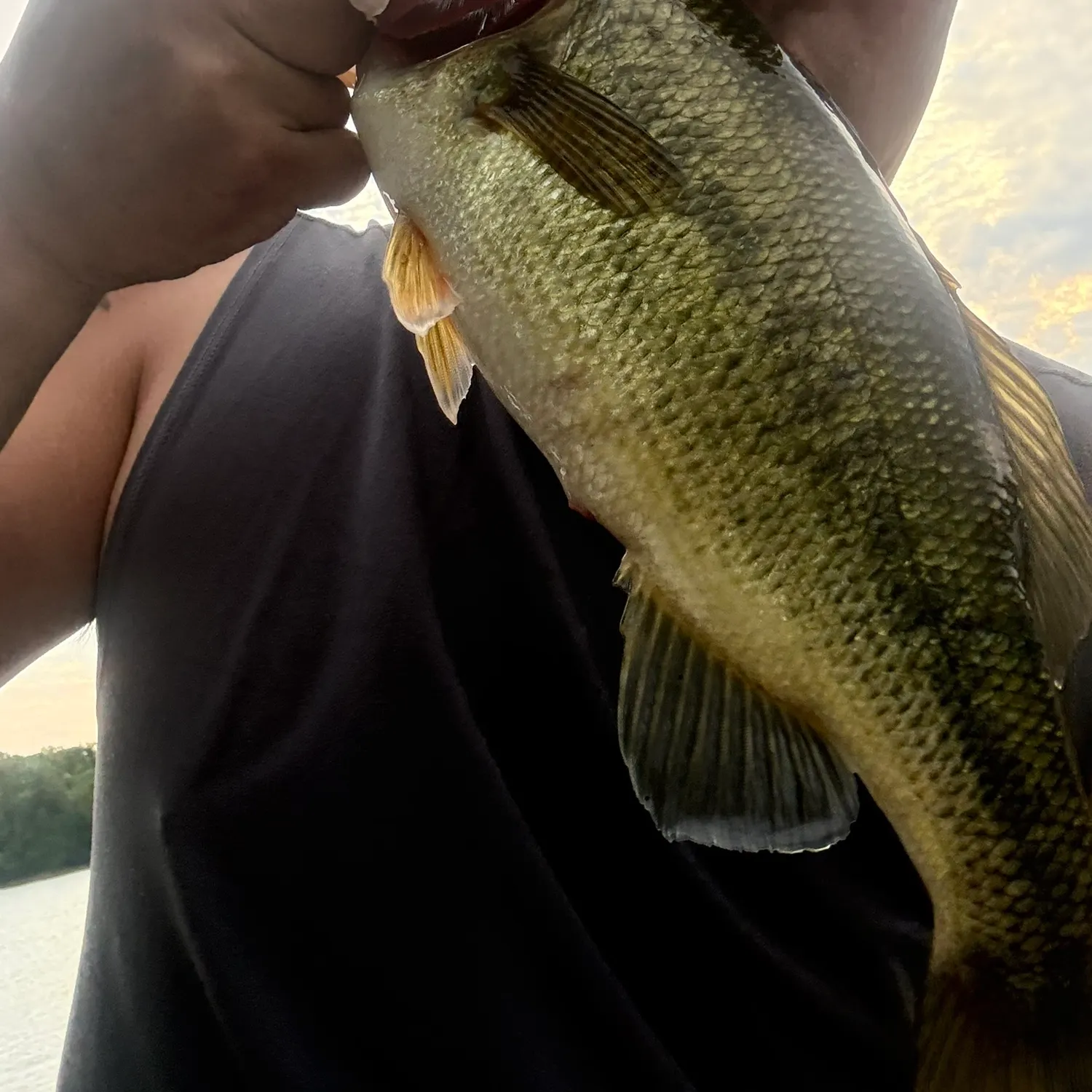 Largemouth bass caught on Fishbrain
