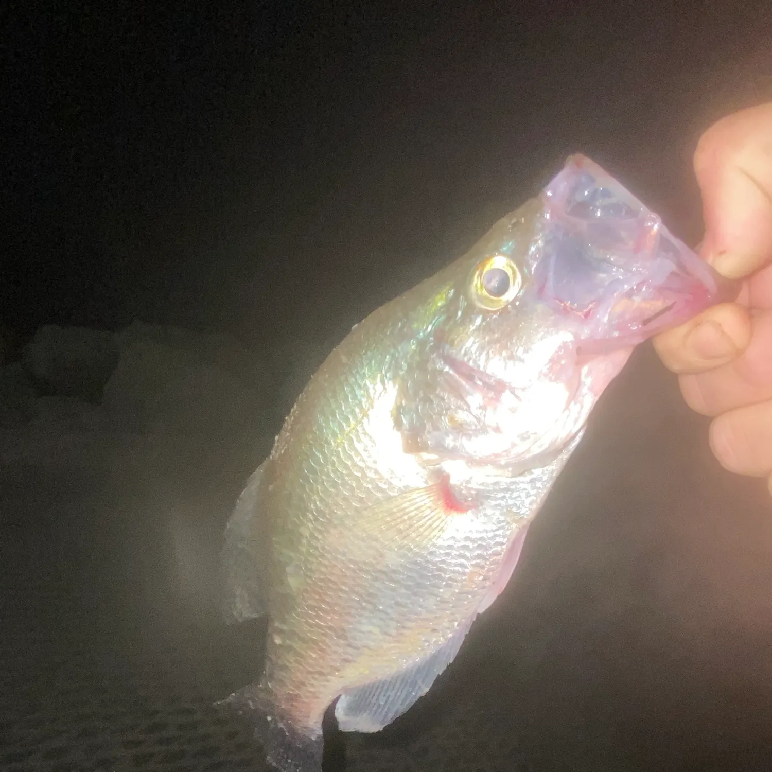 White crappie caught on Fishbrain