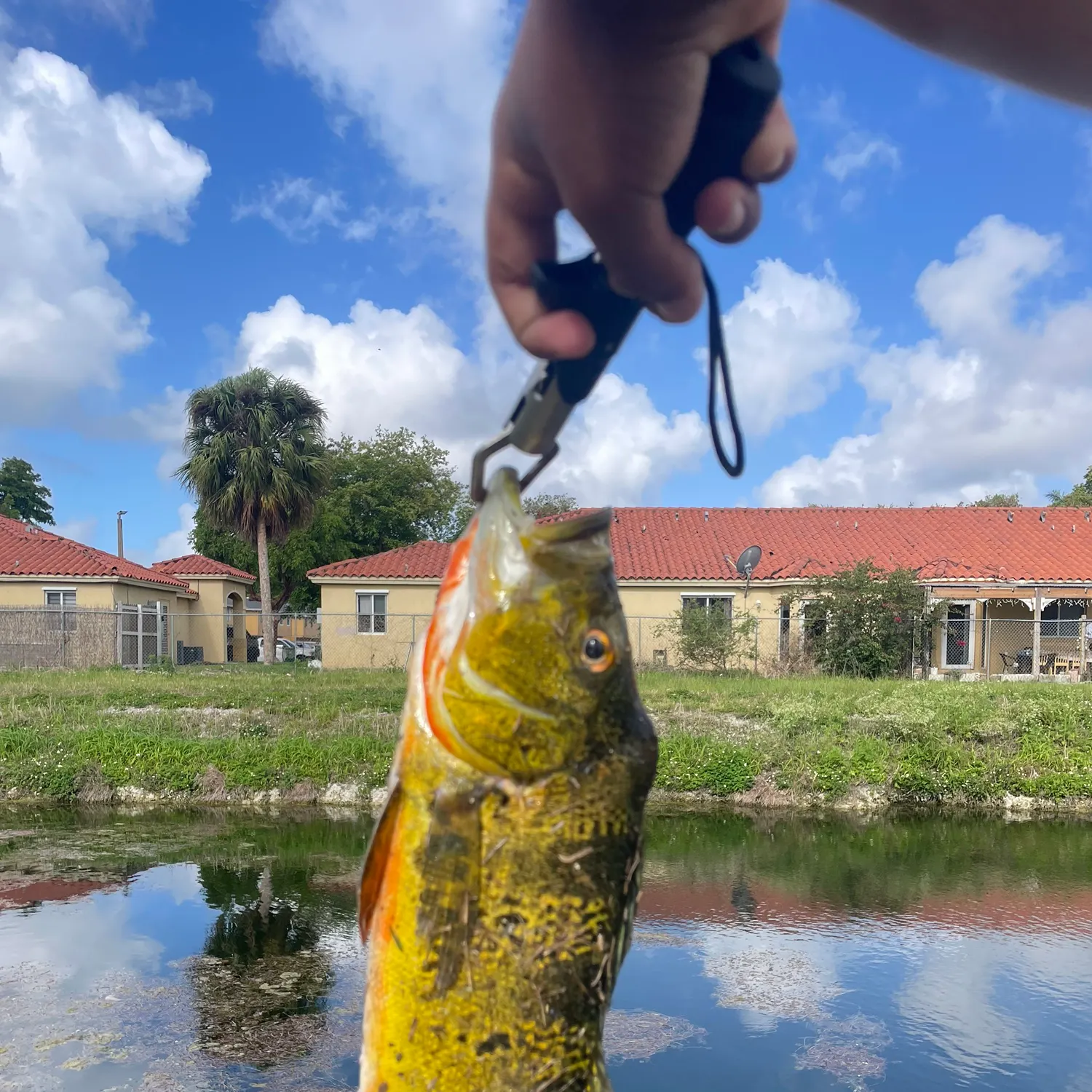 The most recent Butterfly peacock bass catches on Fishbrain