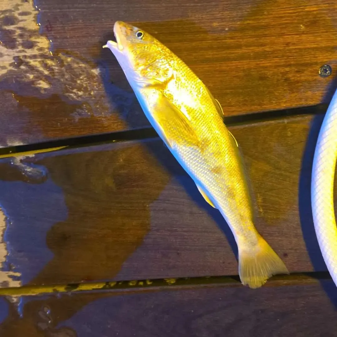 Southern kingcroaker caught on Fishbrain