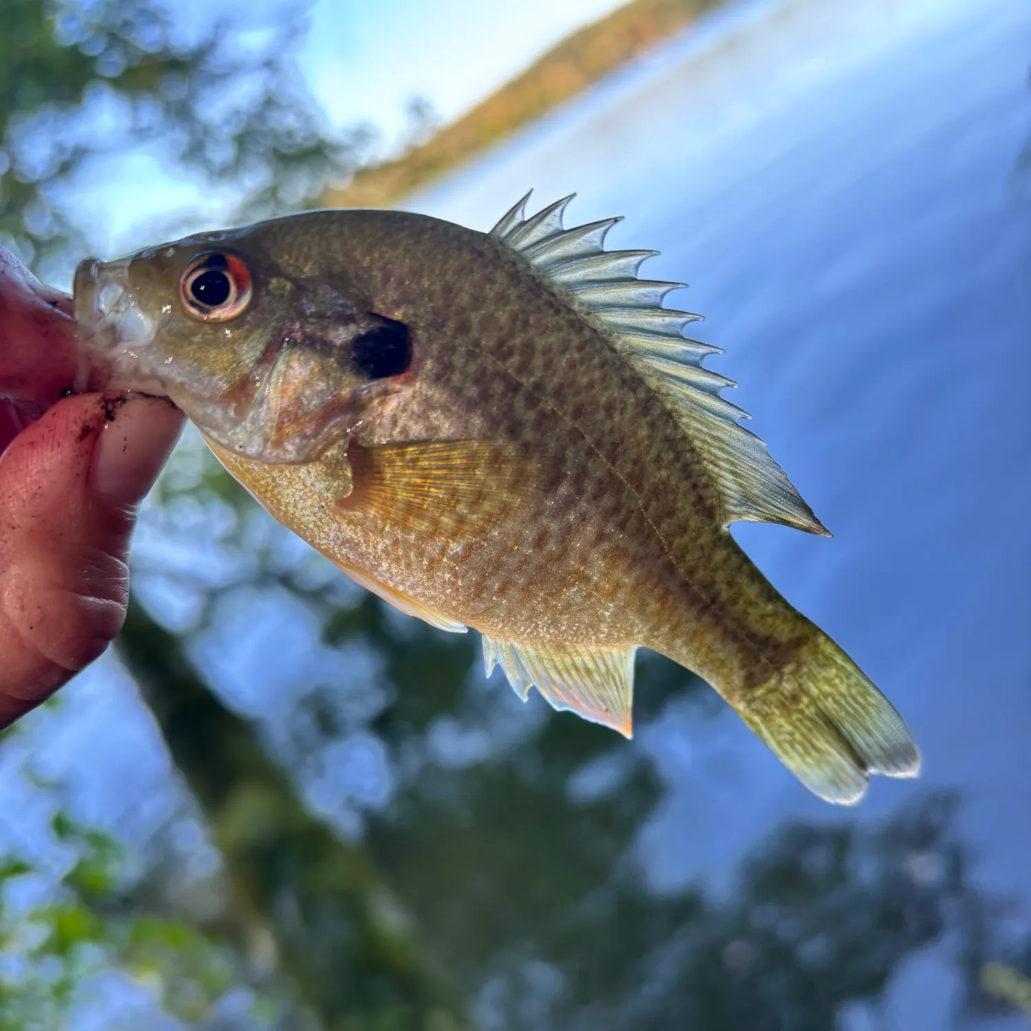 Redear sunfish caught on Fishbrain