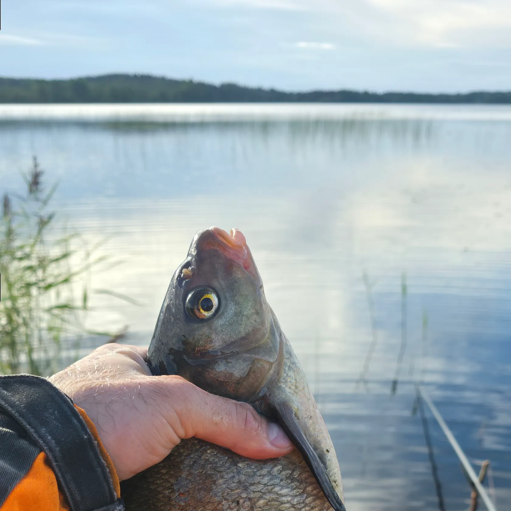 Common bream caught on Fishbrain