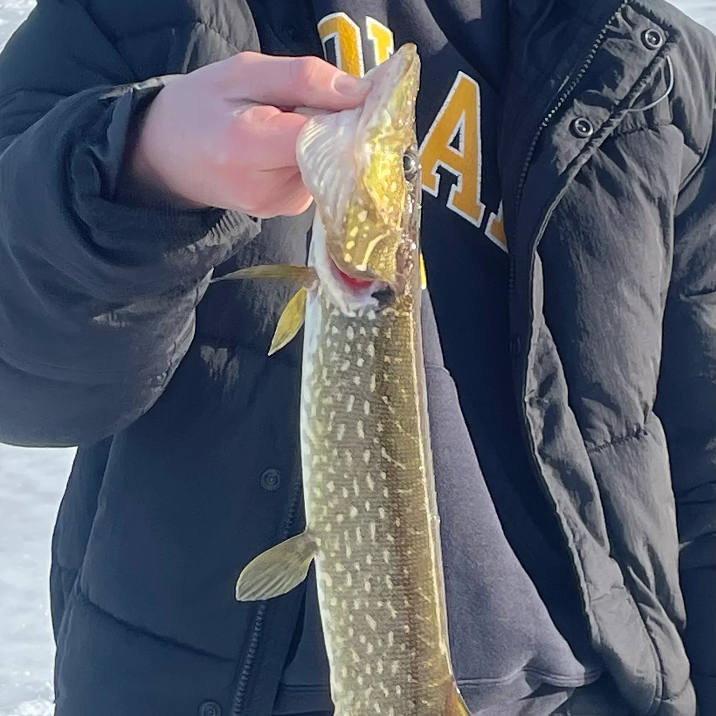 The most recent Northern pike catches on Fishbrain