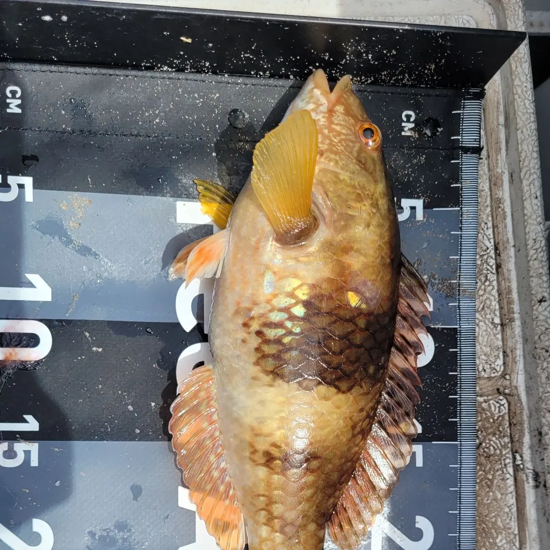 The most recent Blue-throated wrasse catches on Fishbrain