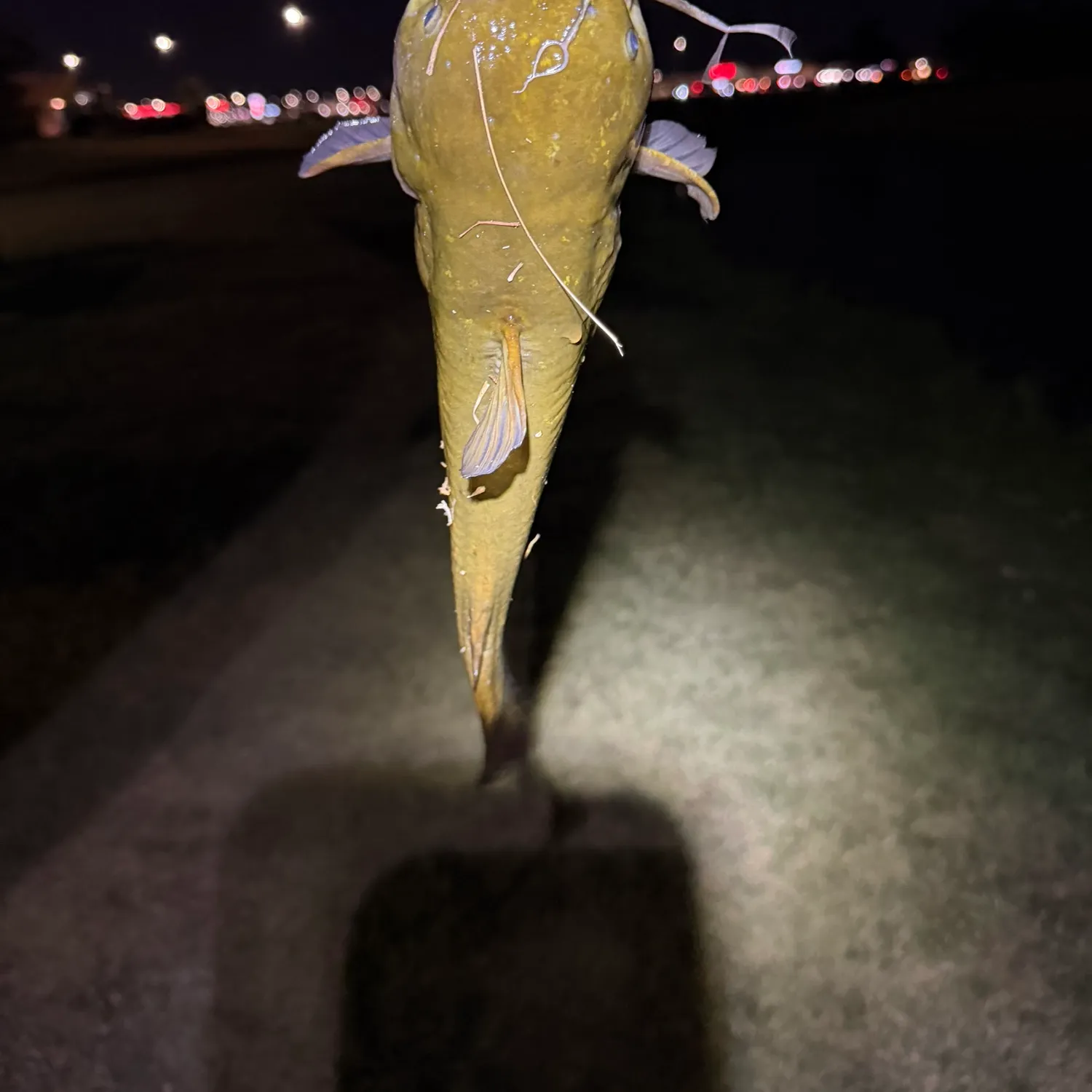 Fish caught on Fishbrain