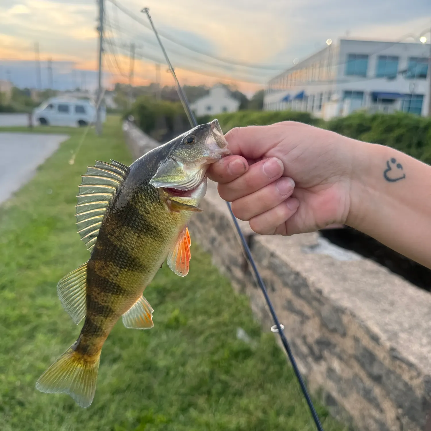 Yellow perch caught on Fishbrain
