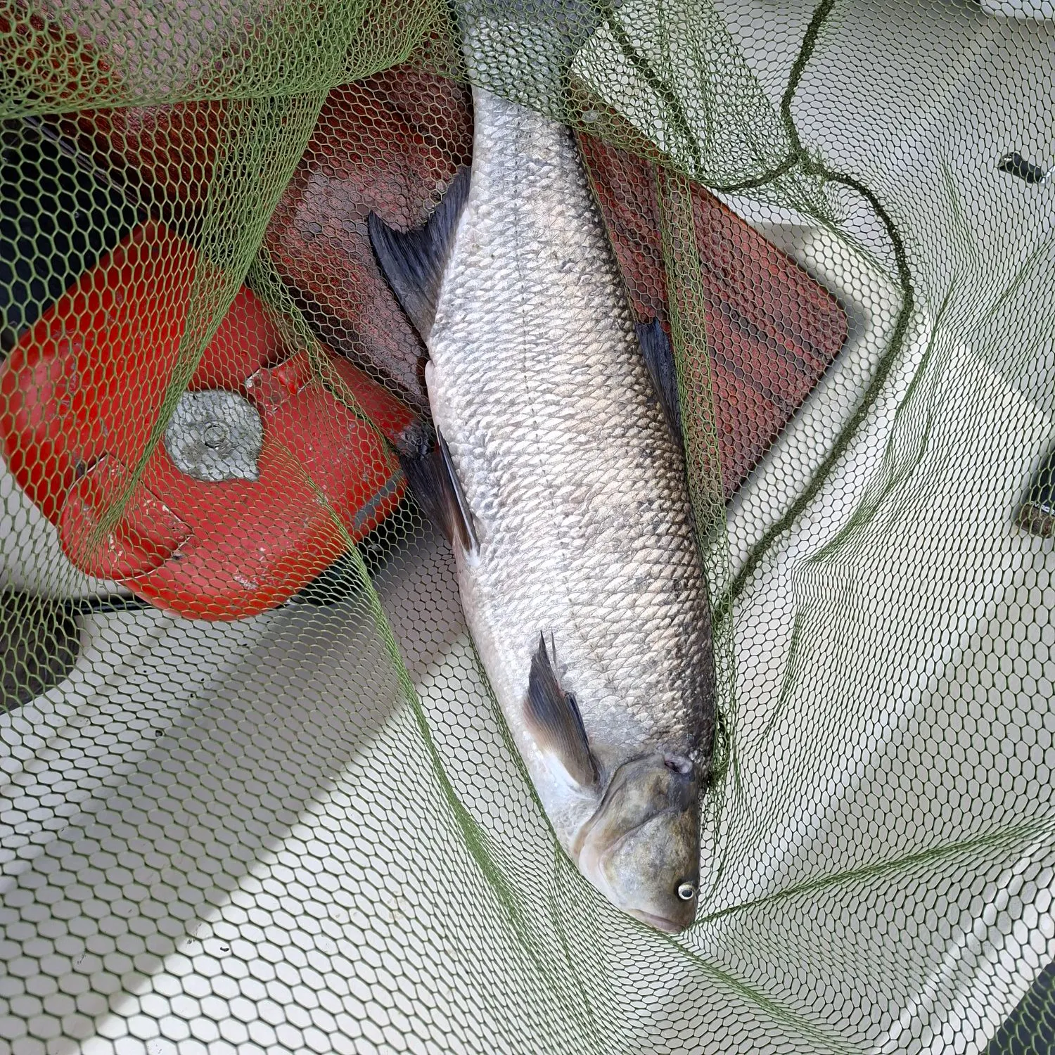 Asp caught on Fishbrain