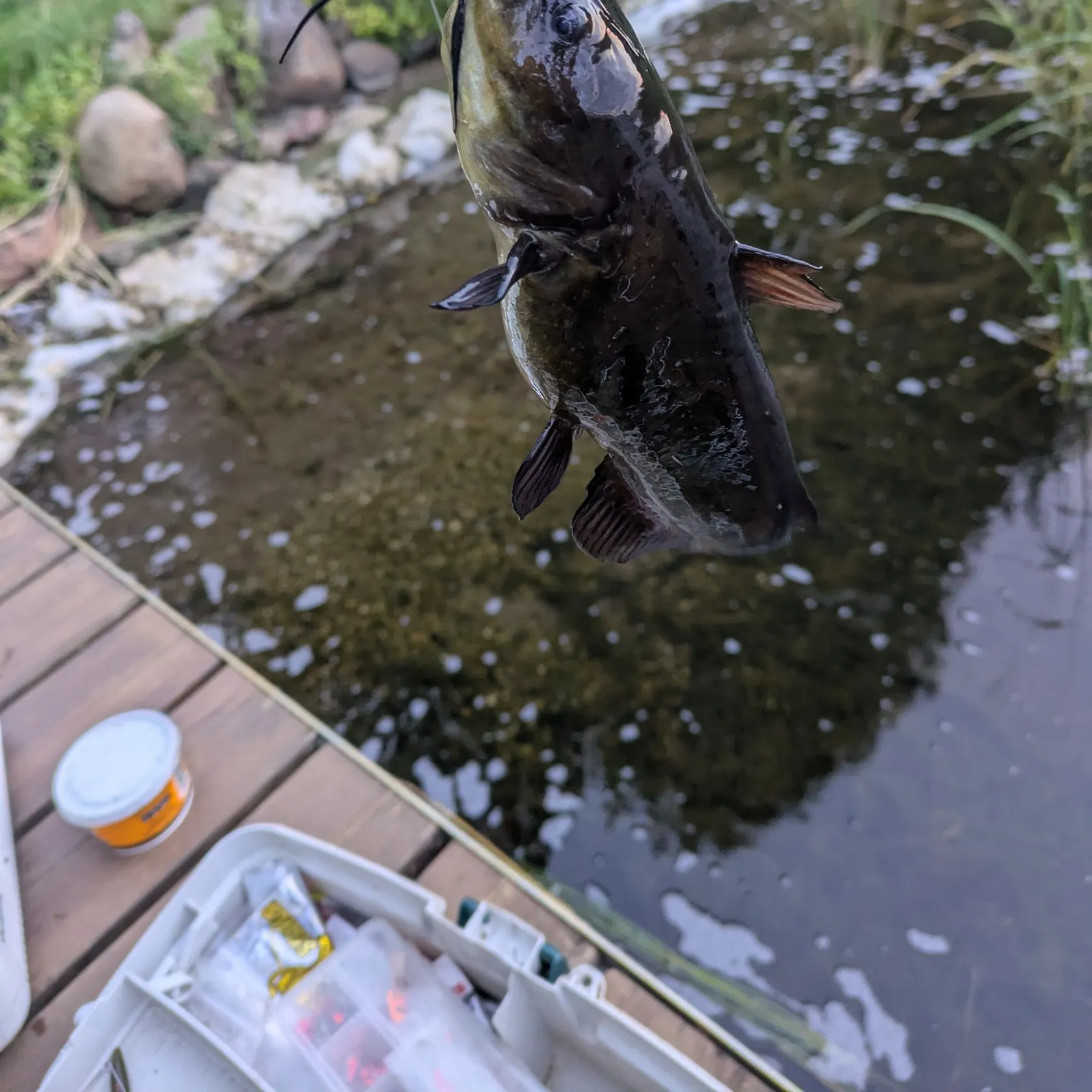 Black bullhead caught on Fishbrain