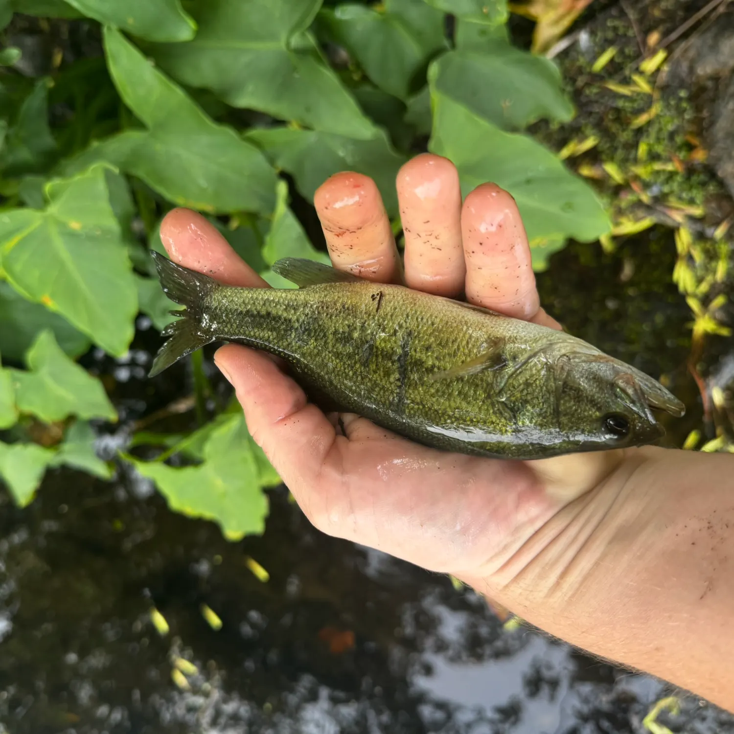 Smallmouth bass caught on Fishbrain