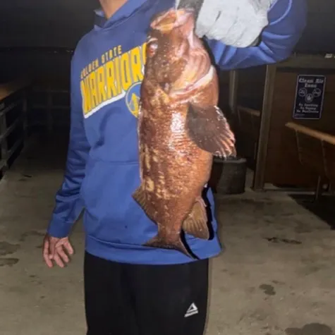 Brown rockfish caught on Fishbrain