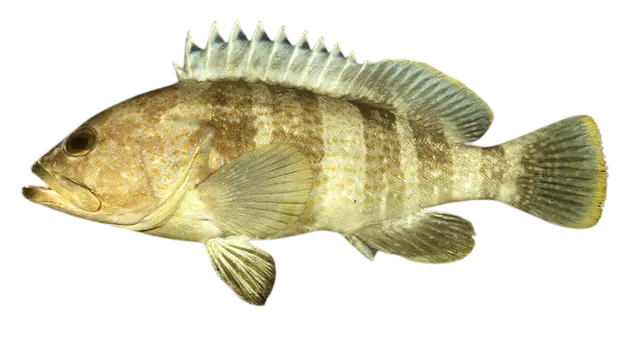 Yellow grouper
