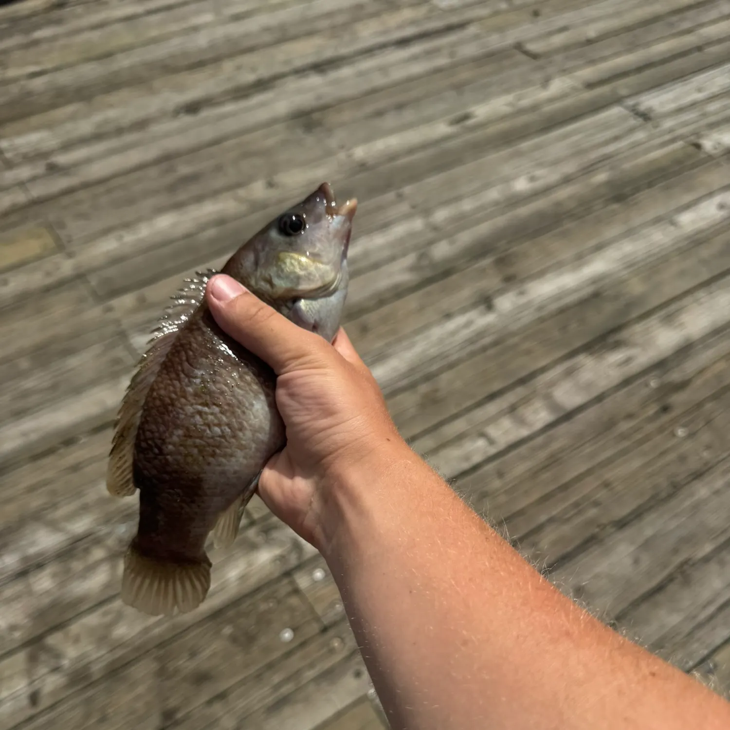 Cunner caught on Fishbrain