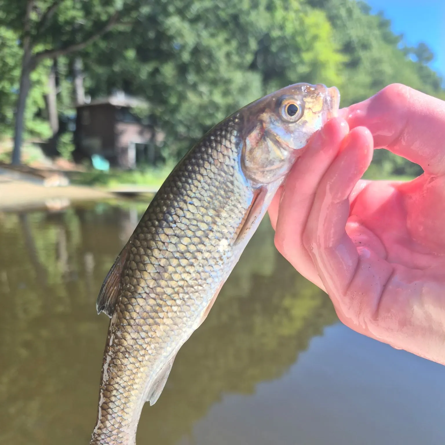 Fallfish caught on Fishbrain
