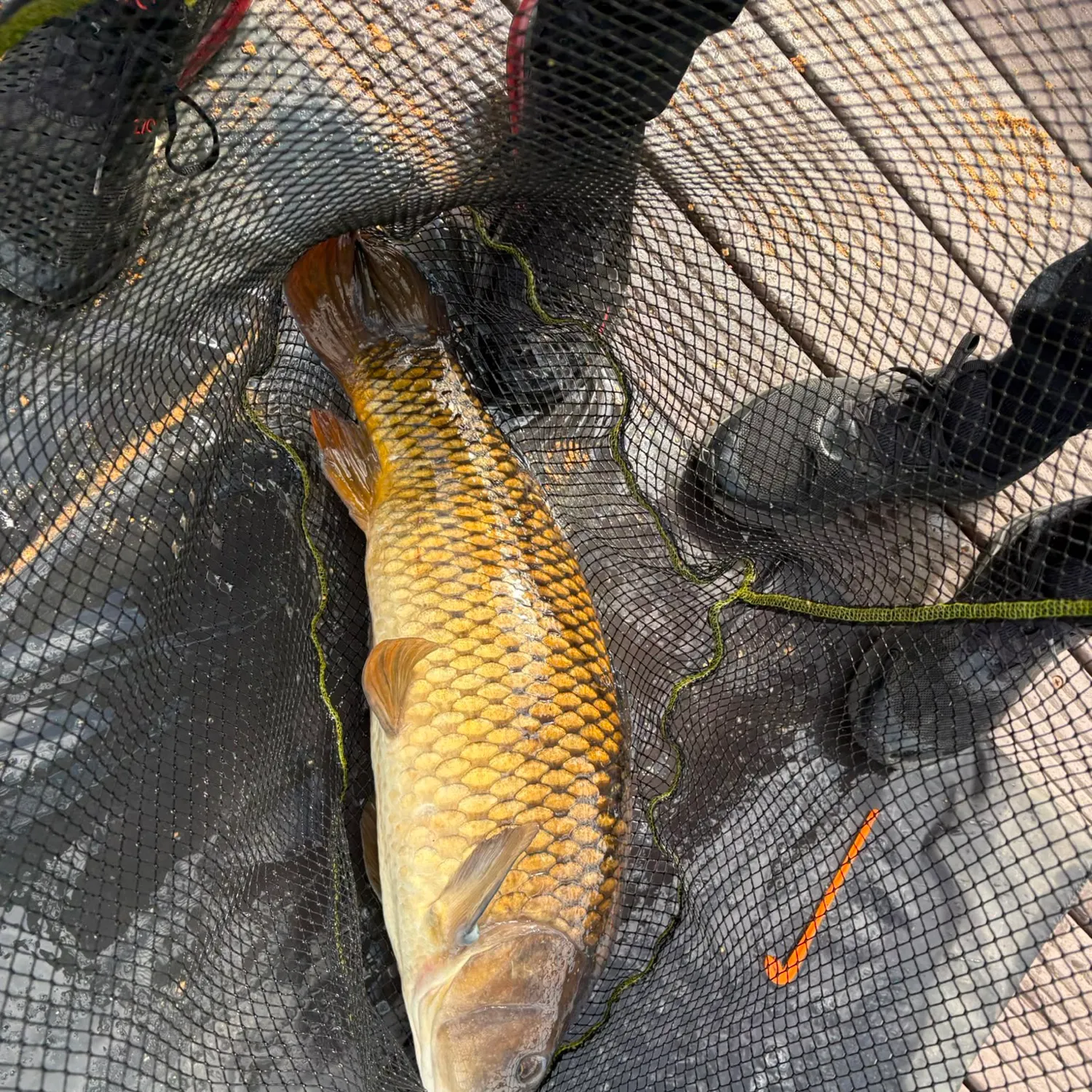 Common carp caught on Fishbrain