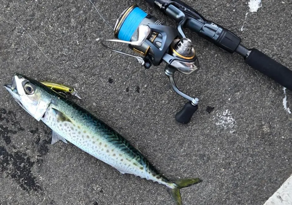 Pacific chub mackerel