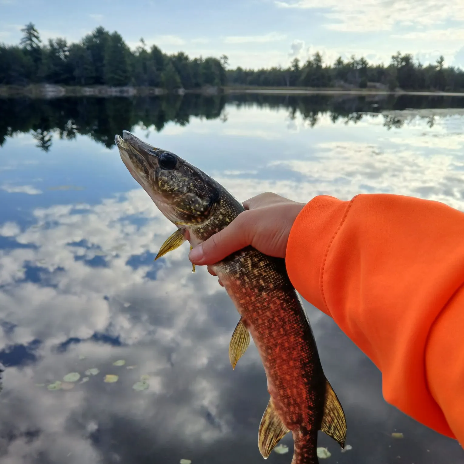 Northern pike caught on Fishbrain