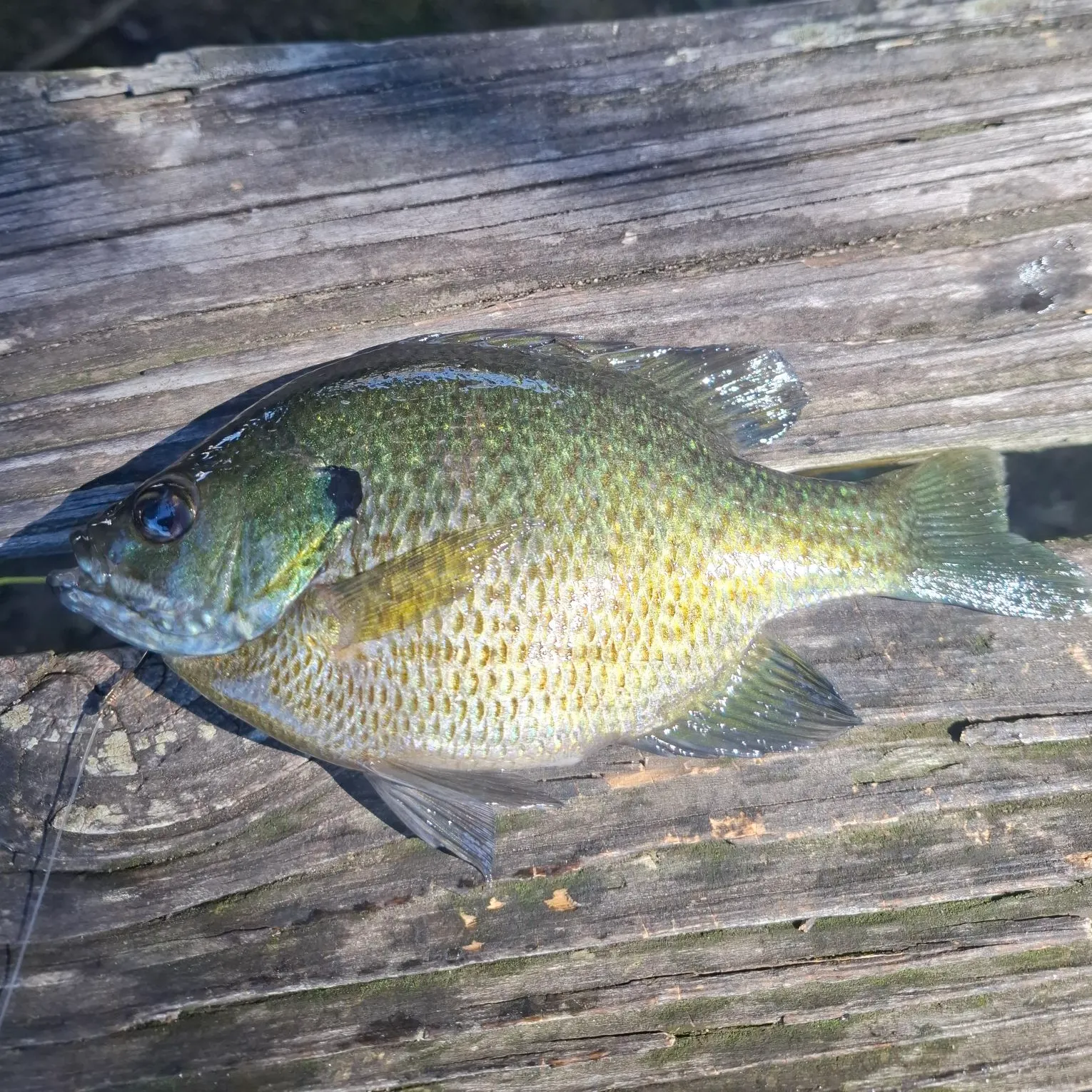 Bluegill caught on Fishbrain