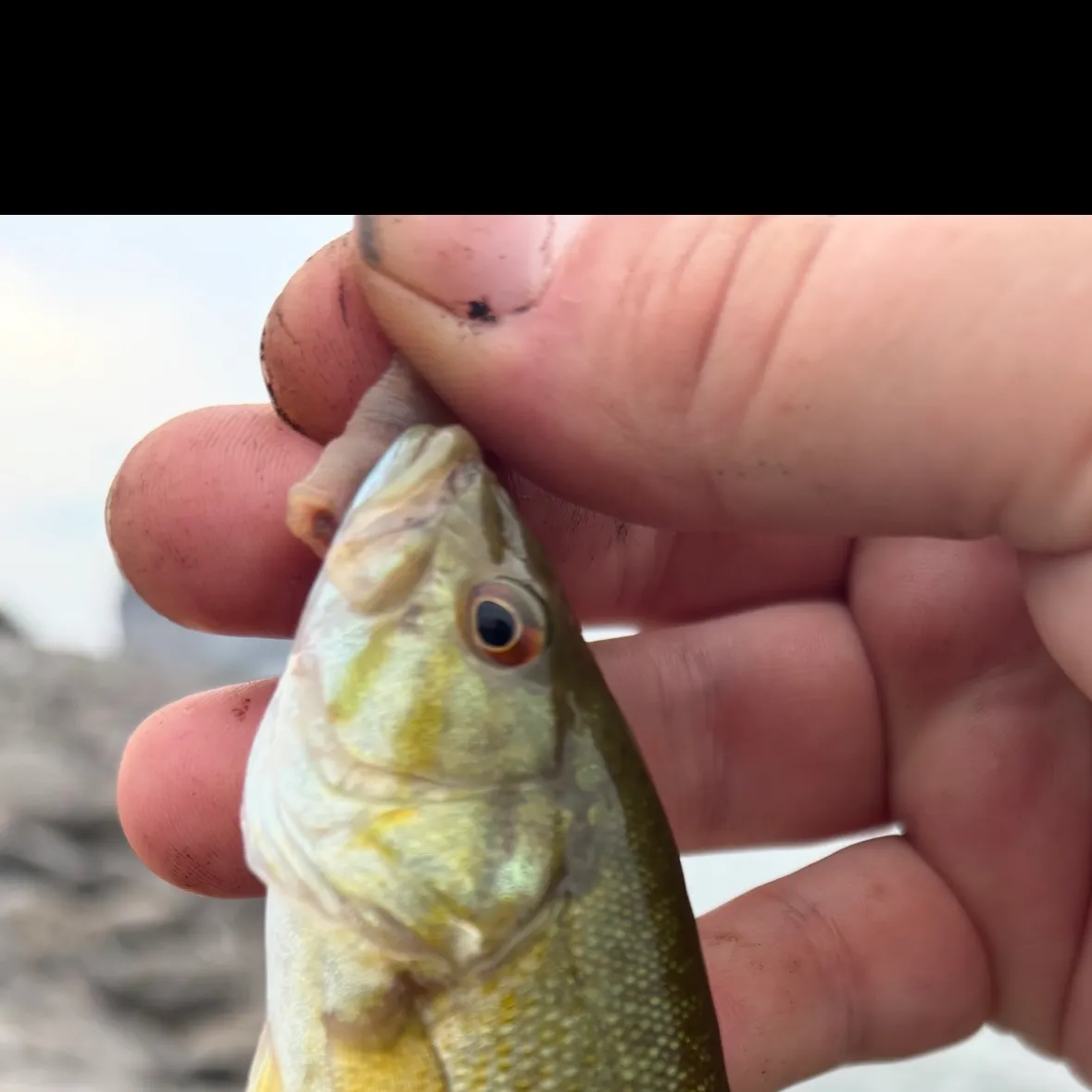 Smallmouth bass caught on Fishbrain