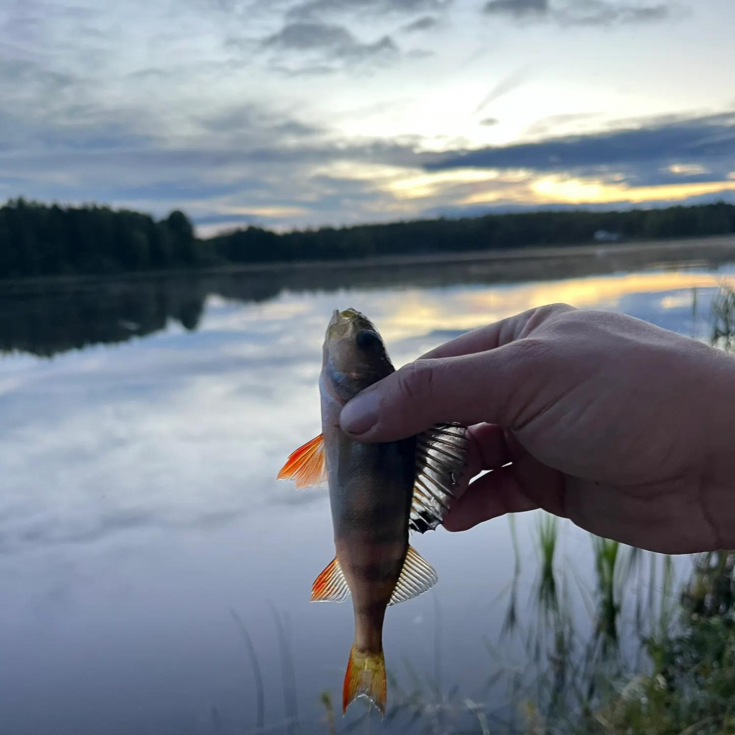 European perch caught on Fishbrain