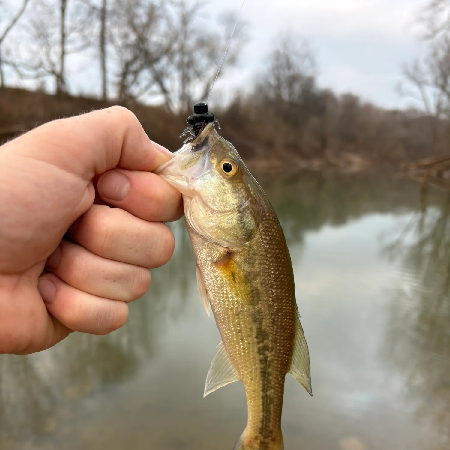 The most recent Largemouth bass catches on Fishbrain