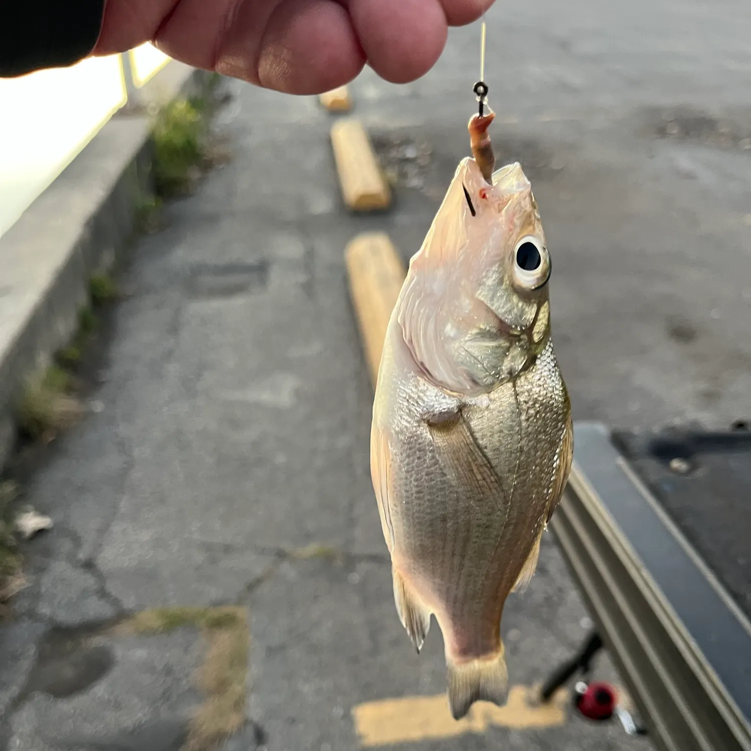 White perch caught on Fishbrain