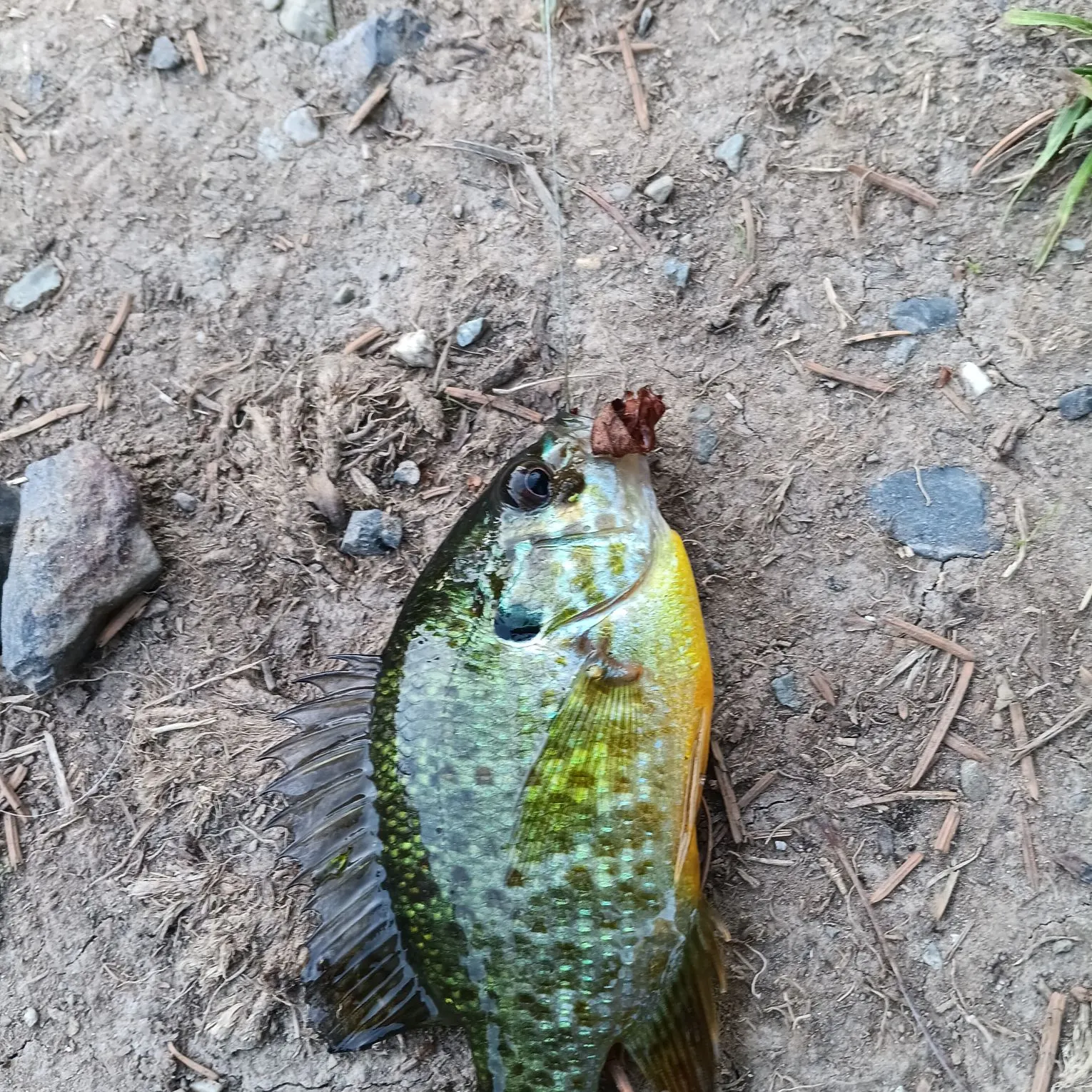 Pumpkinseed caught on Fishbrain