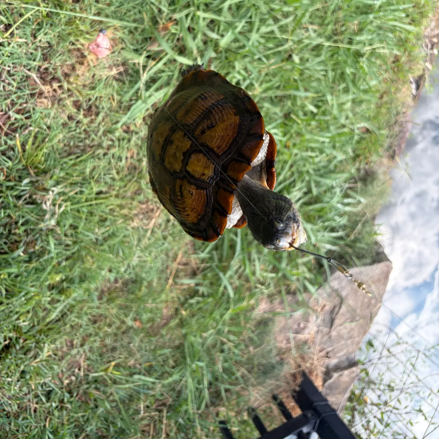Pond slider turtle caught on Fishbrain