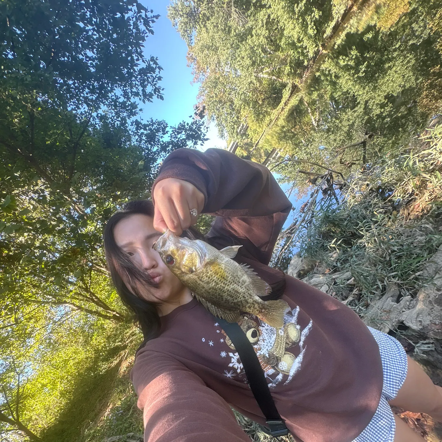 Rock bass caught on Fishbrain