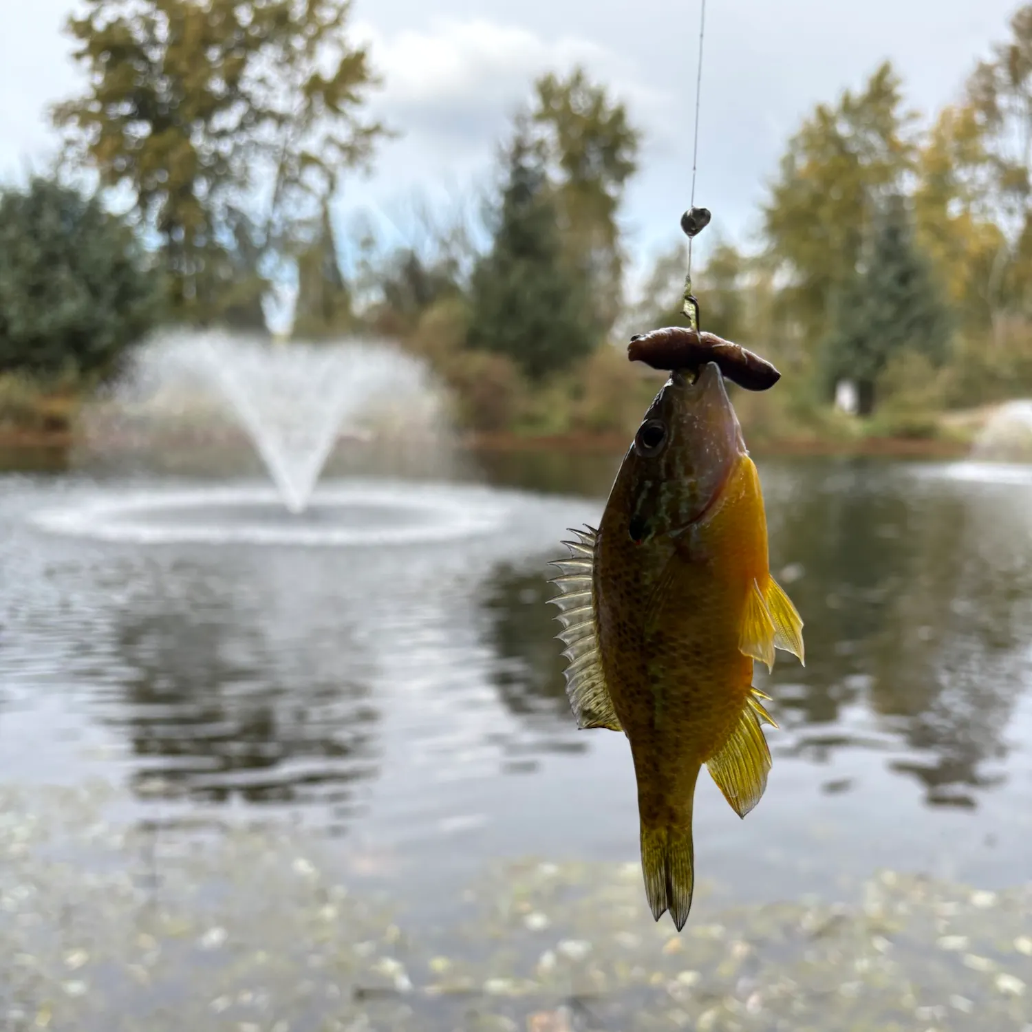 Pumpkinseed caught on Fishbrain