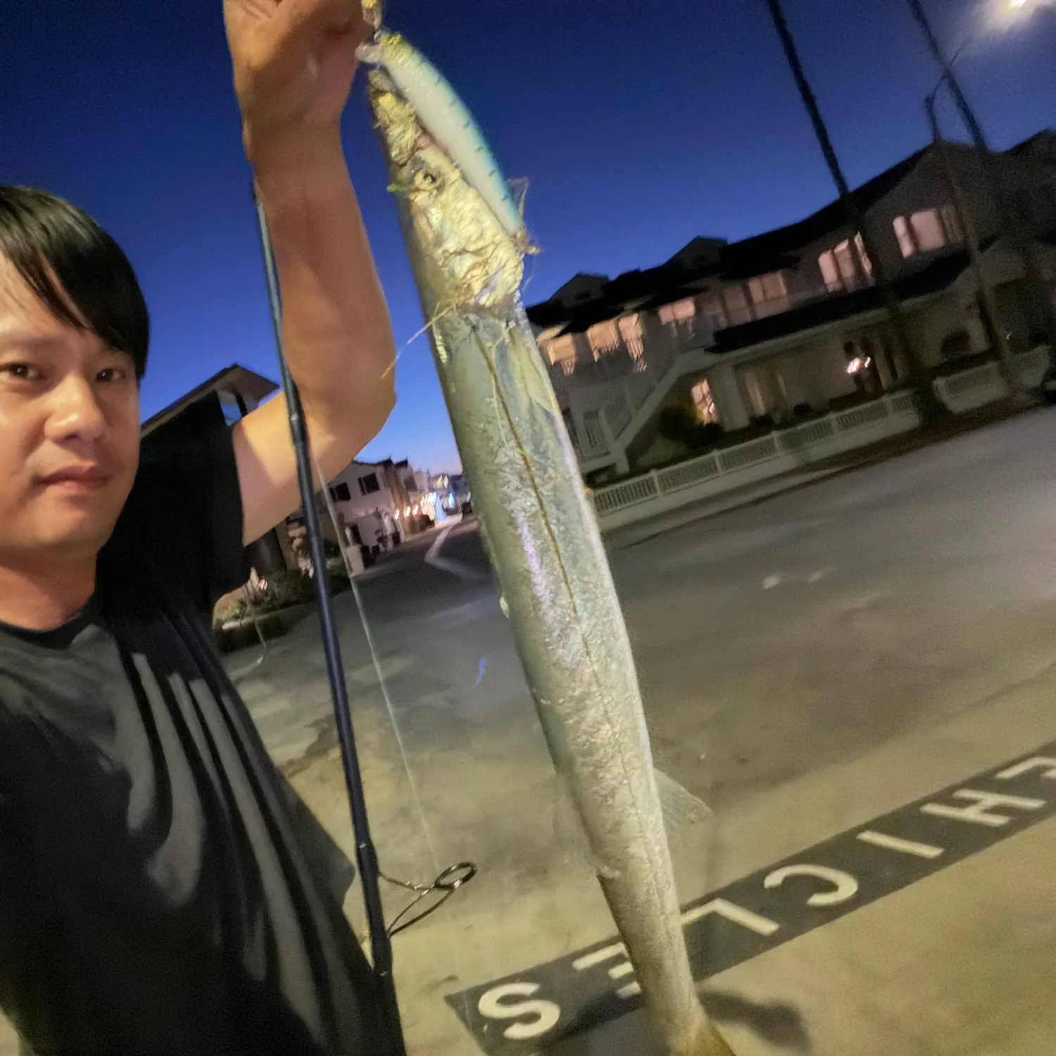 Pacific barracuda caught on Fishbrain