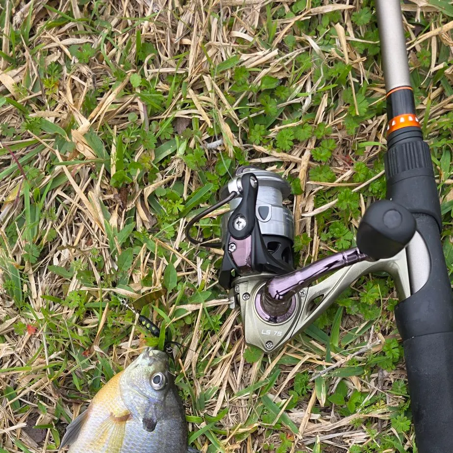 The most recent Bluegill catches on Fishbrain