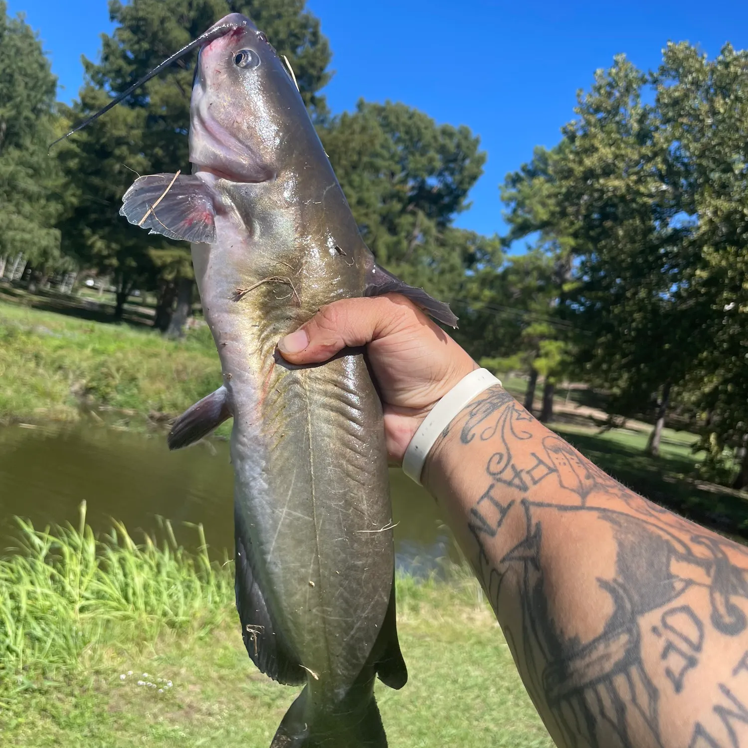 Channel catfish caught on Fishbrain