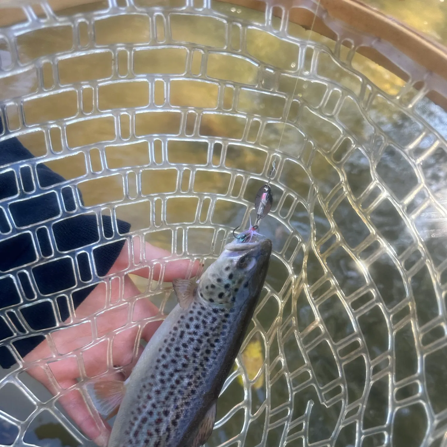 Brown trout caught on Fishbrain