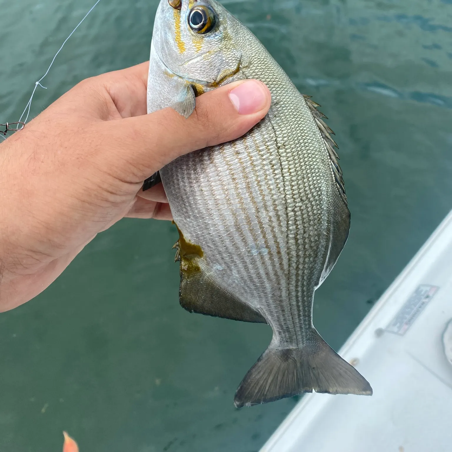 The most recent Bermuda sea chub catches on Fishbrain