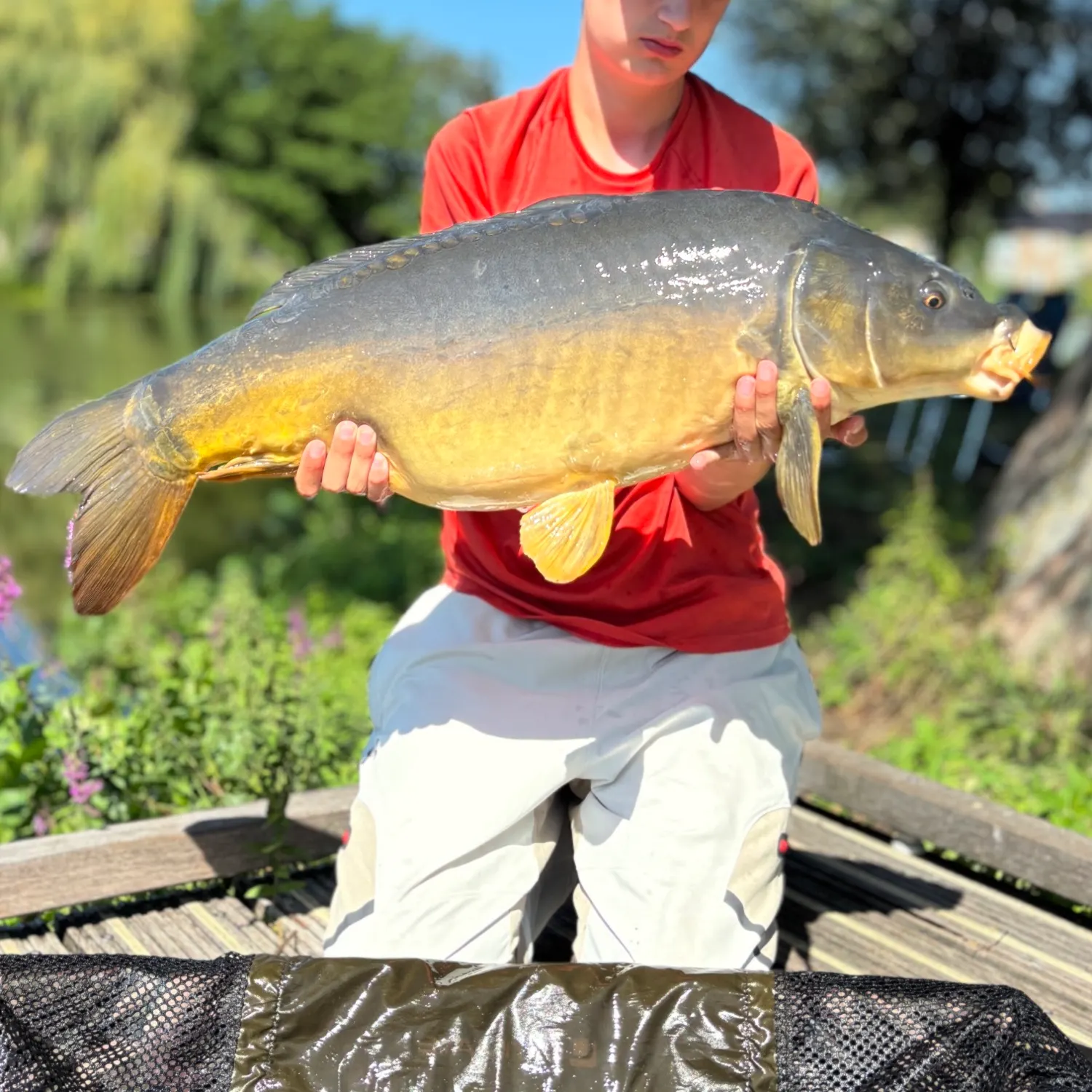 Mirror carp caught on Fishbrain