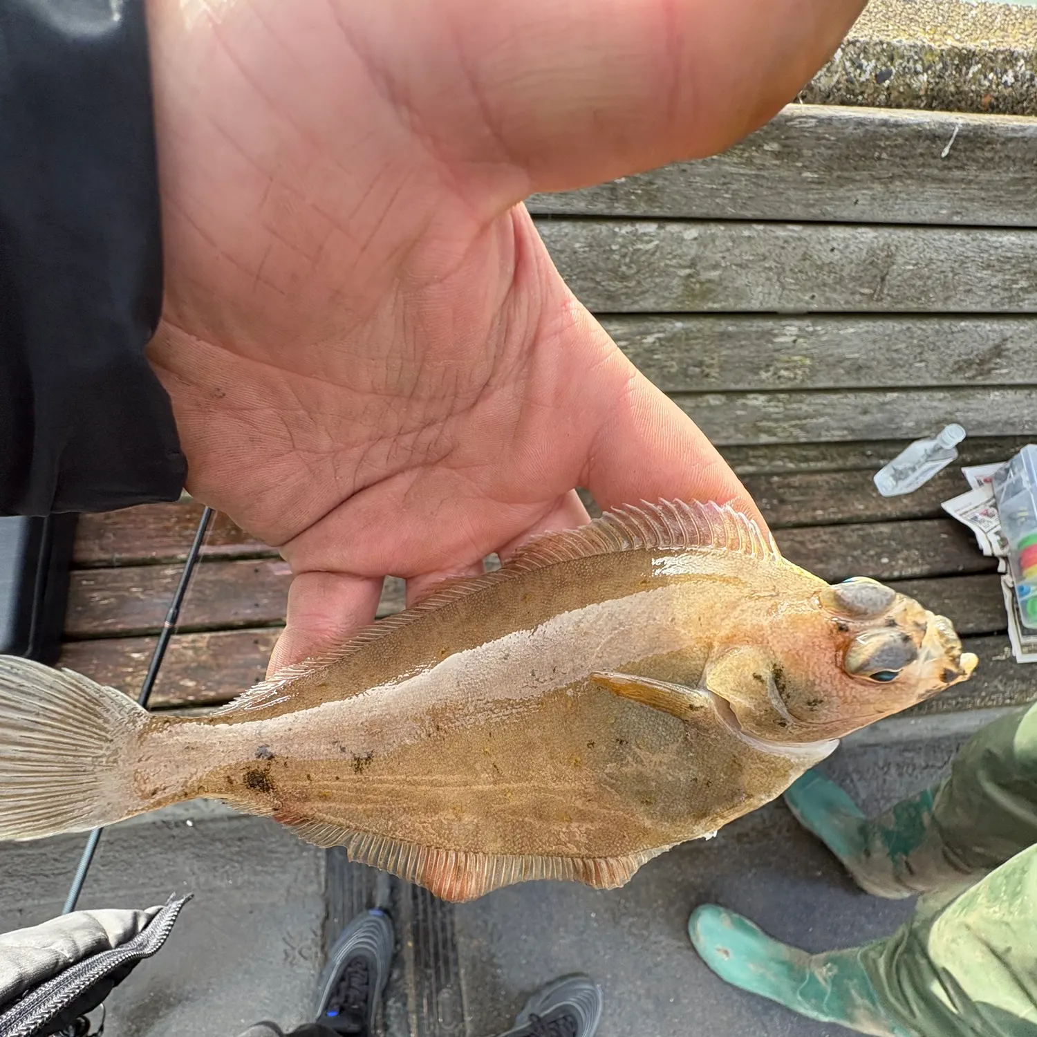 The most recent Common dab catches on Fishbrain