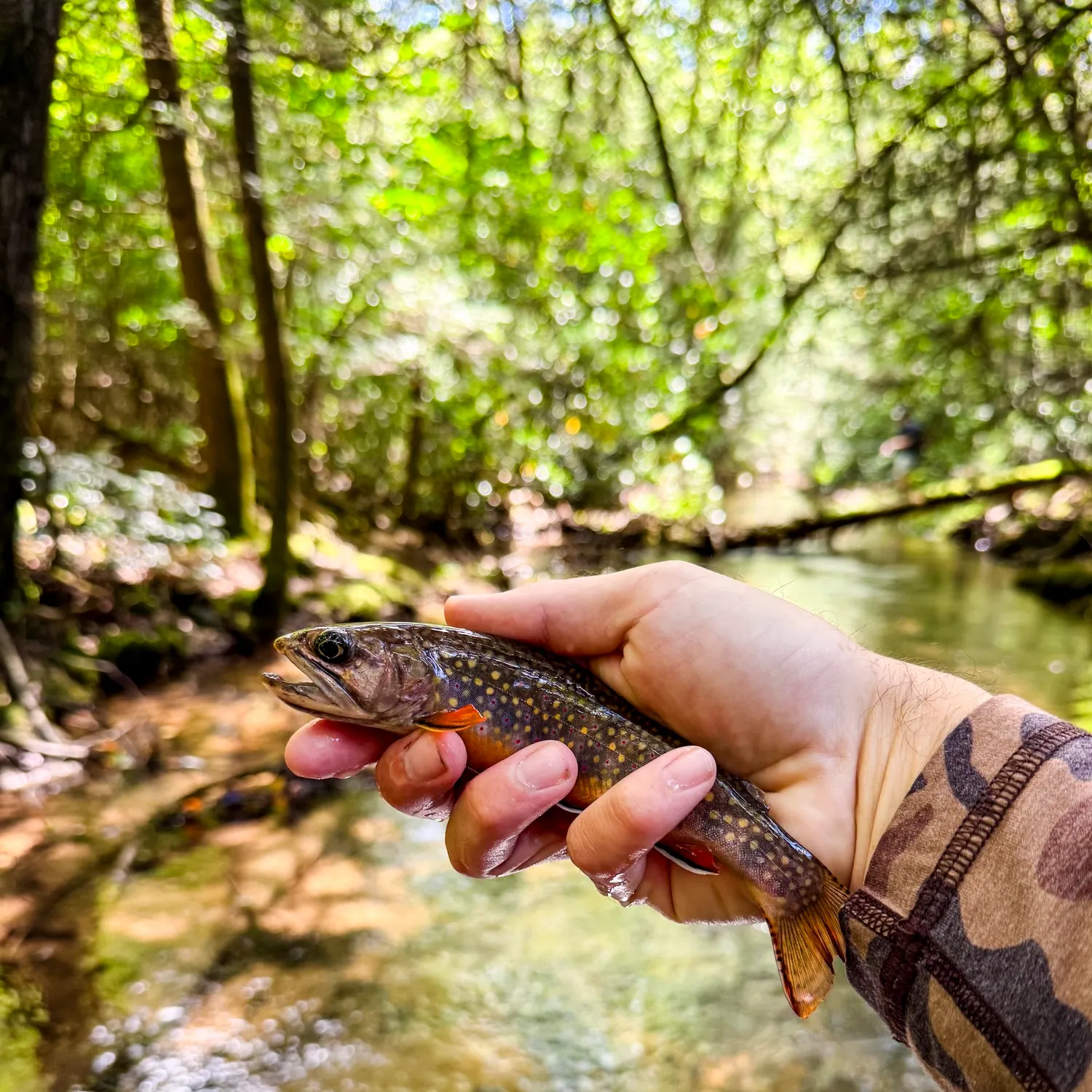 Brook trout caught on Fishbrain