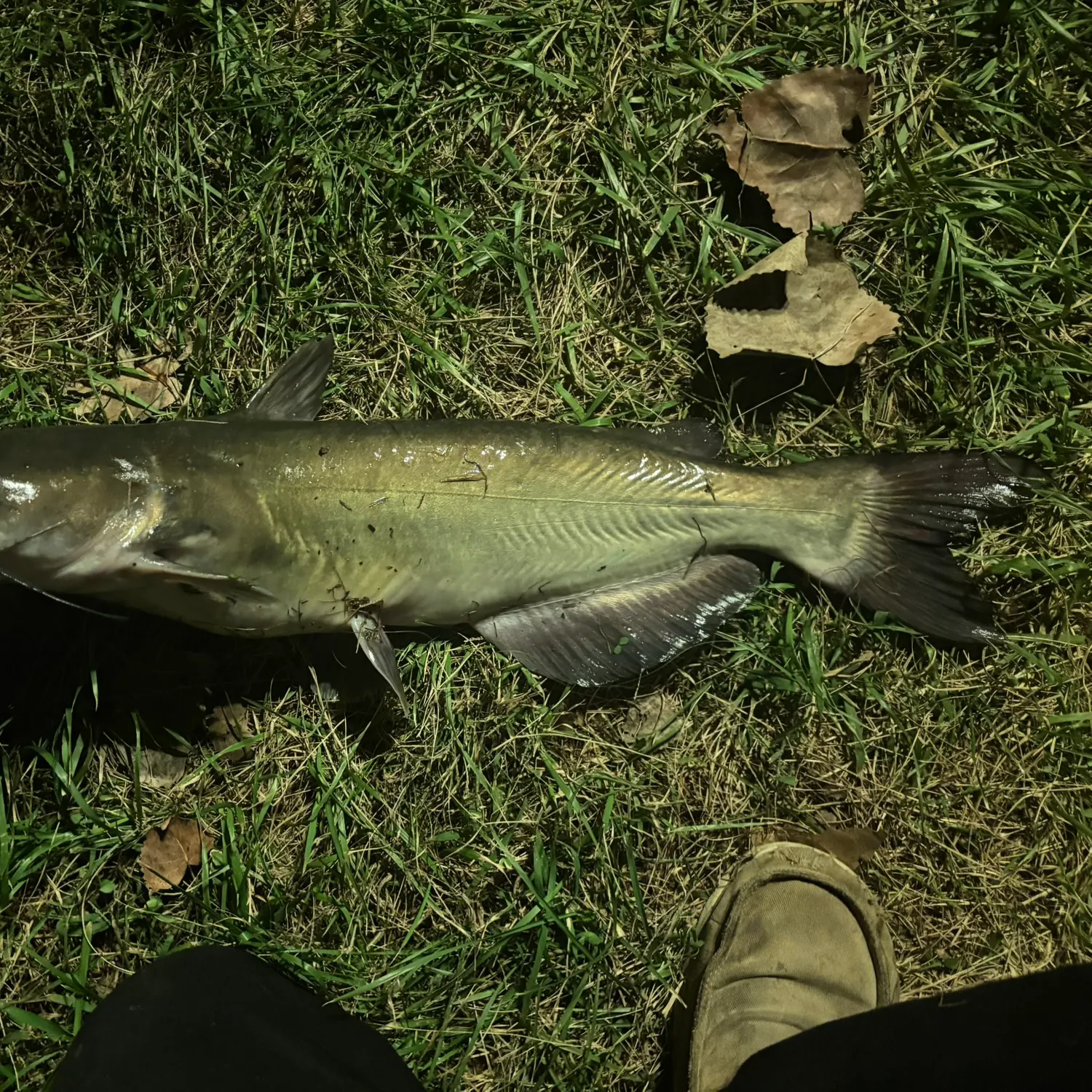 Channel catfish caught on Fishbrain