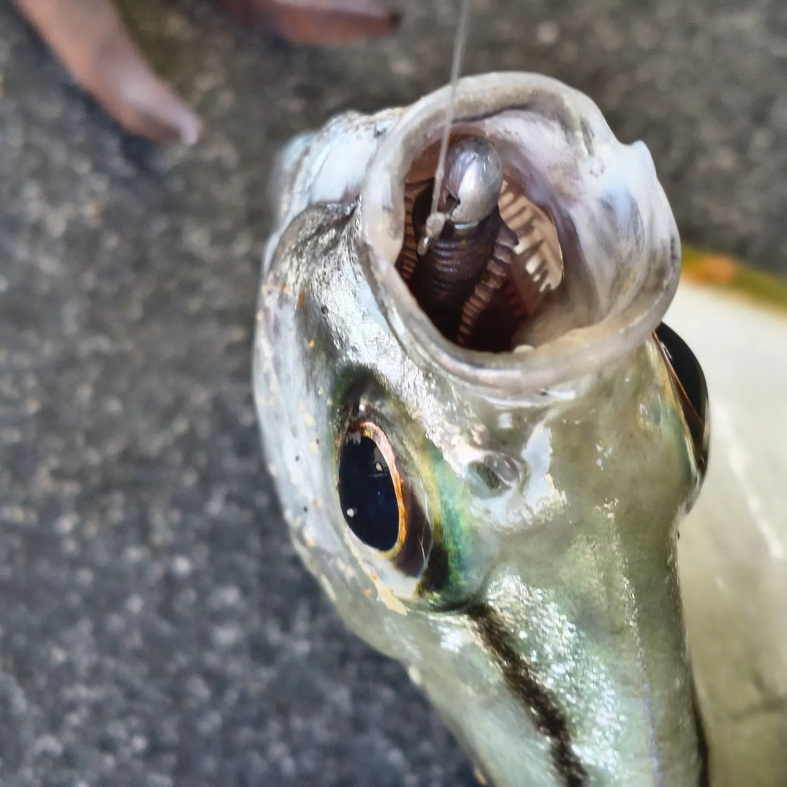 The most recent Silver moony catches on Fishbrain