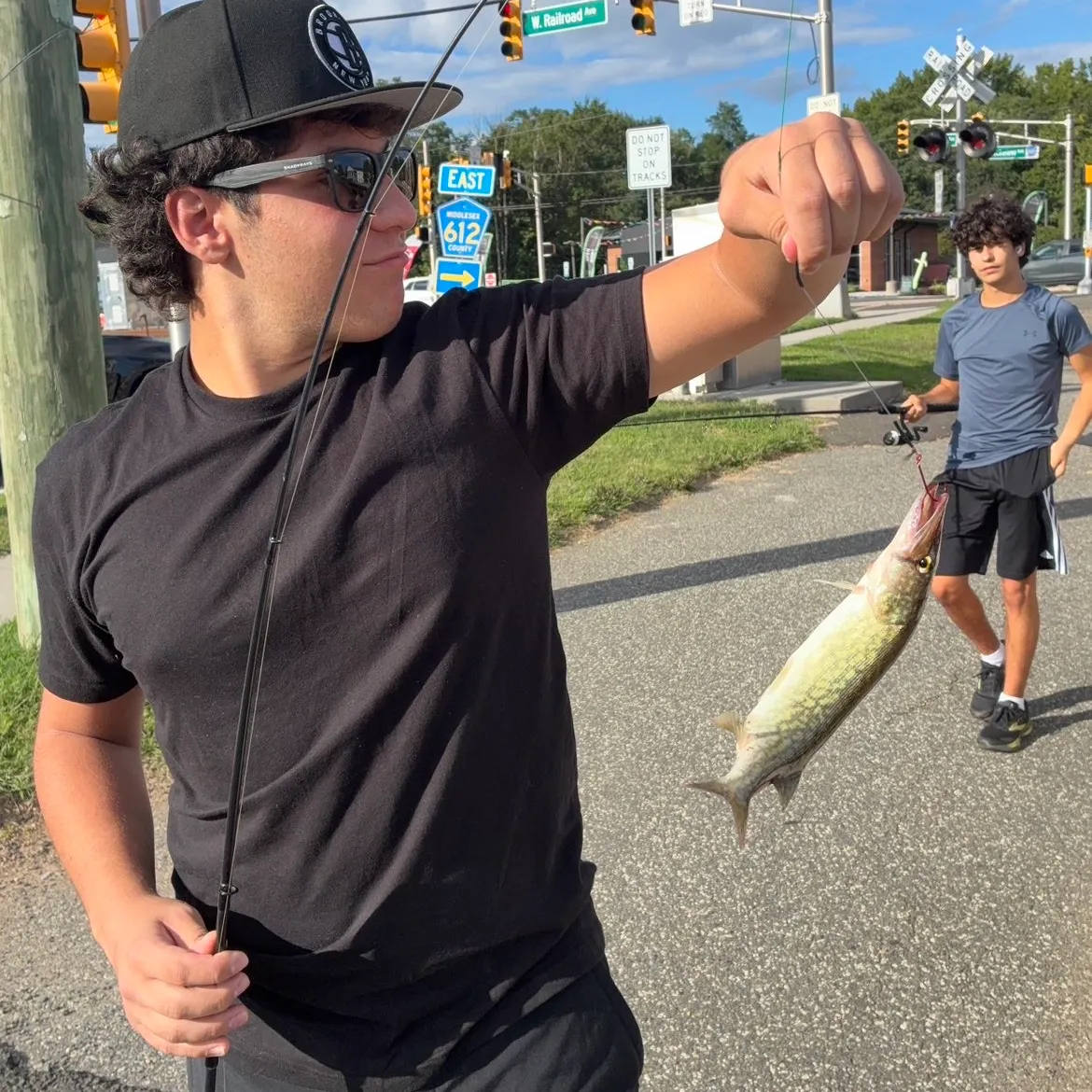 Chain pickerel caught on Fishbrain