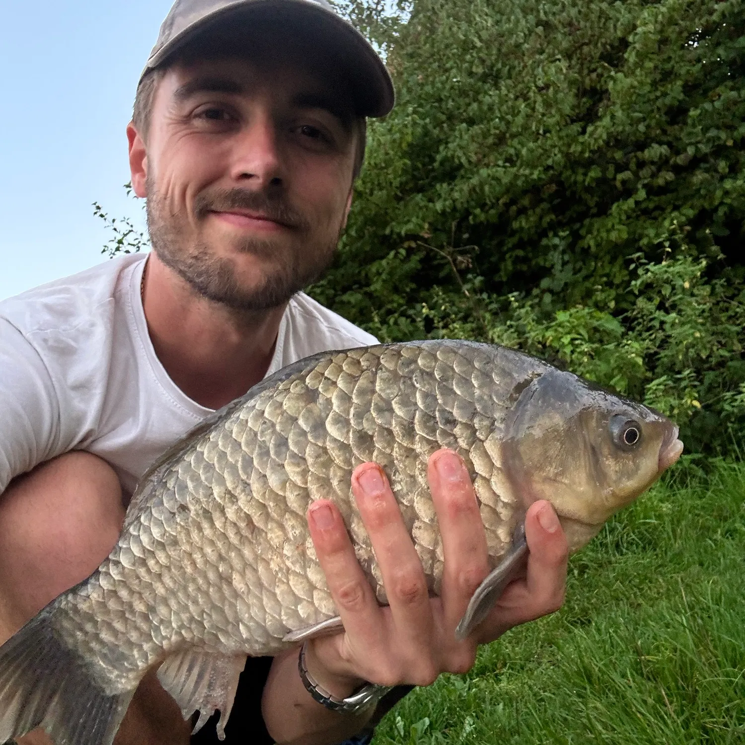 Crucian carp caught on Fishbrain