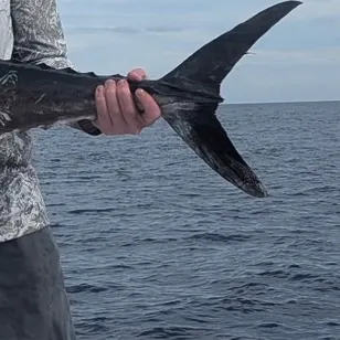 The most recent King mackerel catches on Fishbrain