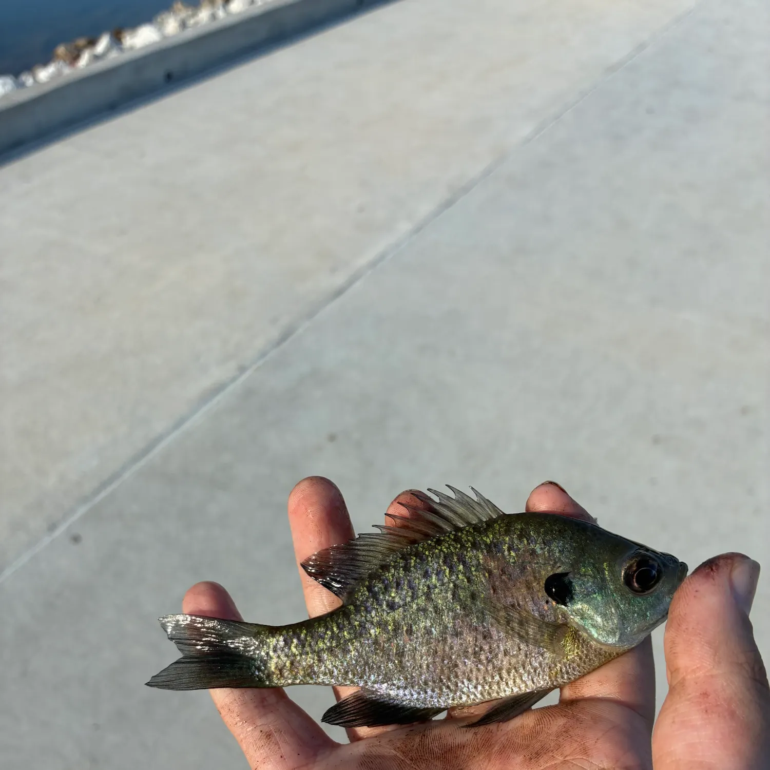 Black crappie caught on Fishbrain