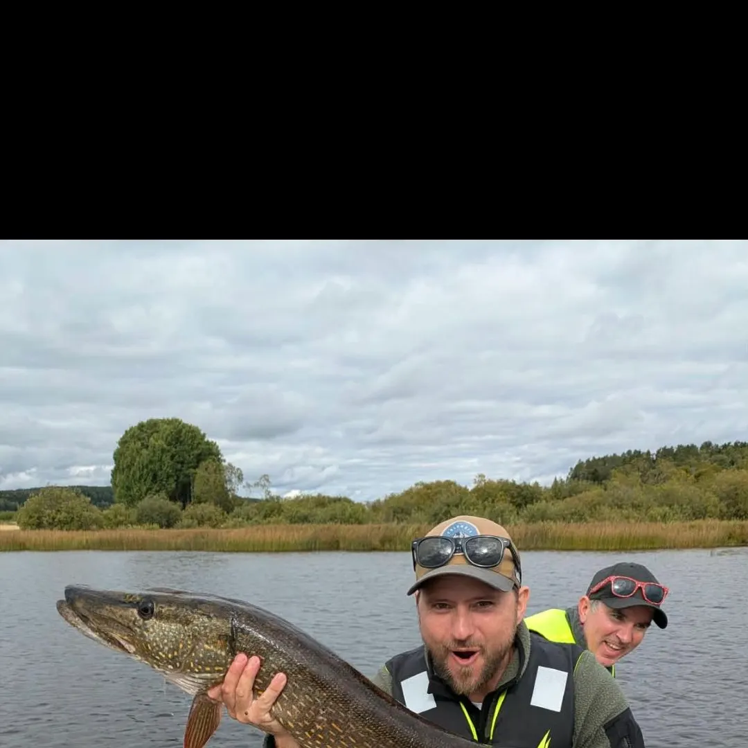 Northern pike caught on Fishbrain