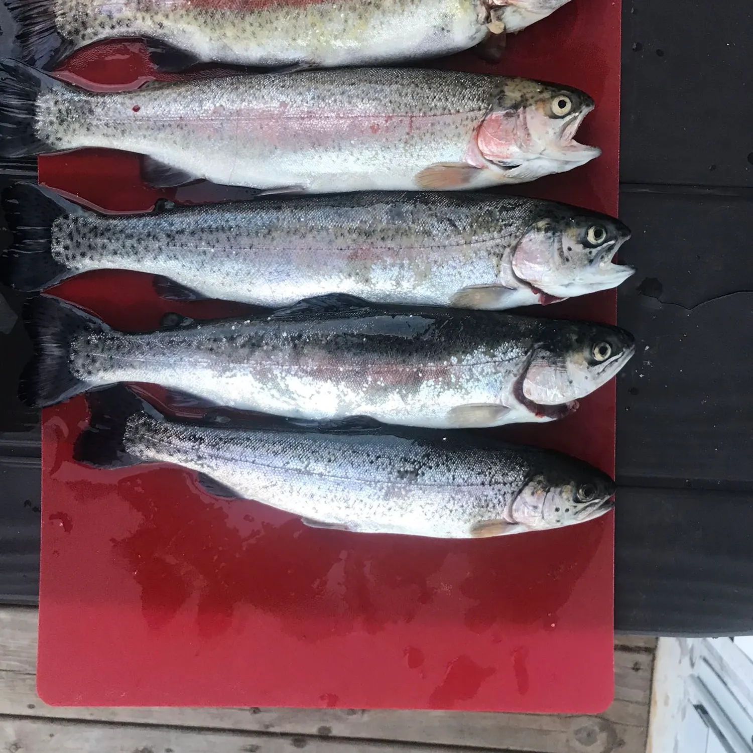 recently logged catches