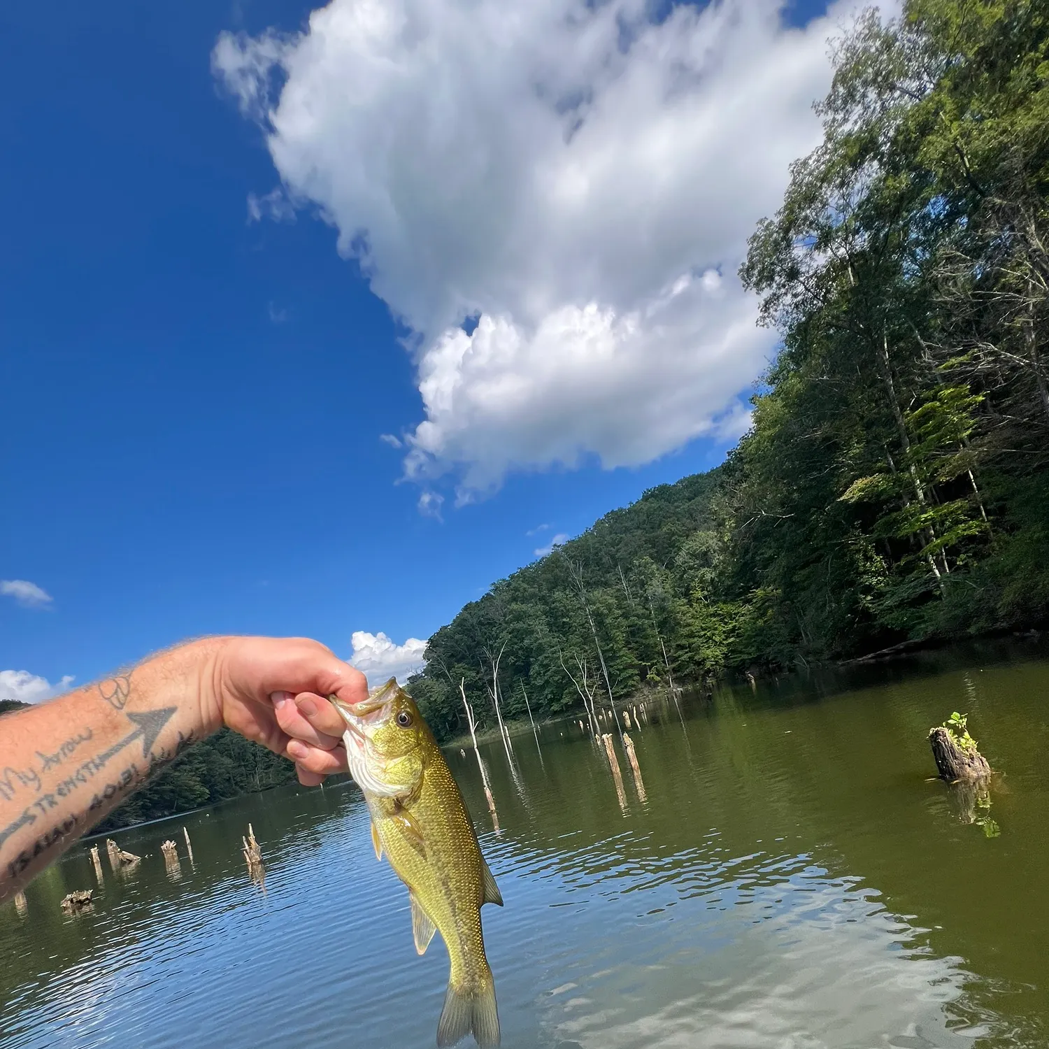Largemouth bass caught on Fishbrain