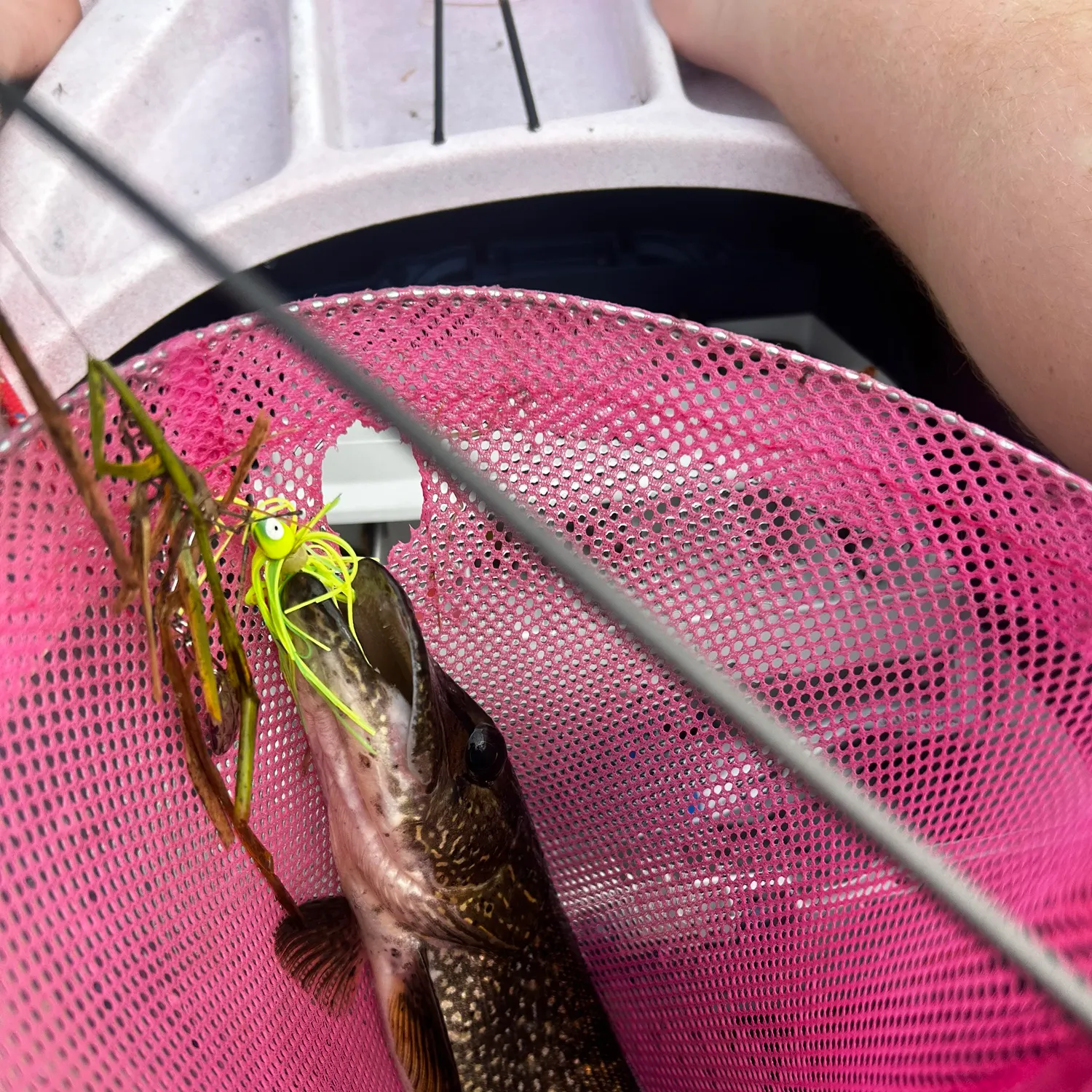 Northern pike caught on Fishbrain